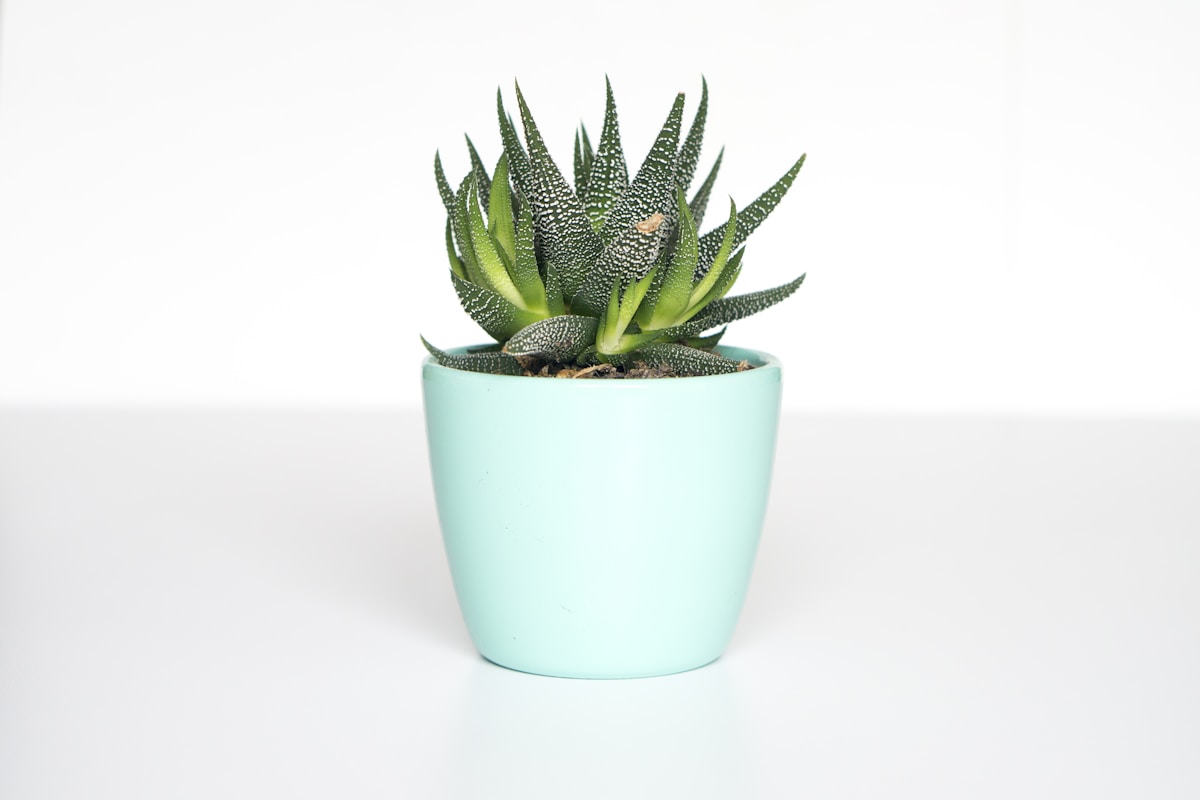 盆栽植物养护